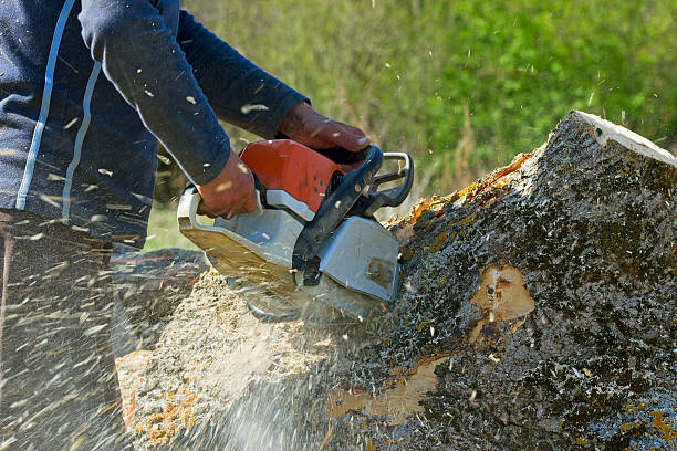 Best Lot and Land Clearing  in Maywood Park, OR
